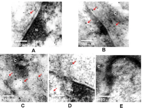 Figure  5.  Electron micrographs of cAMP expression and cellular distribution before and after stimulation with transforming growth  factor-beta (TGF-β) in hepatic stem-like cells