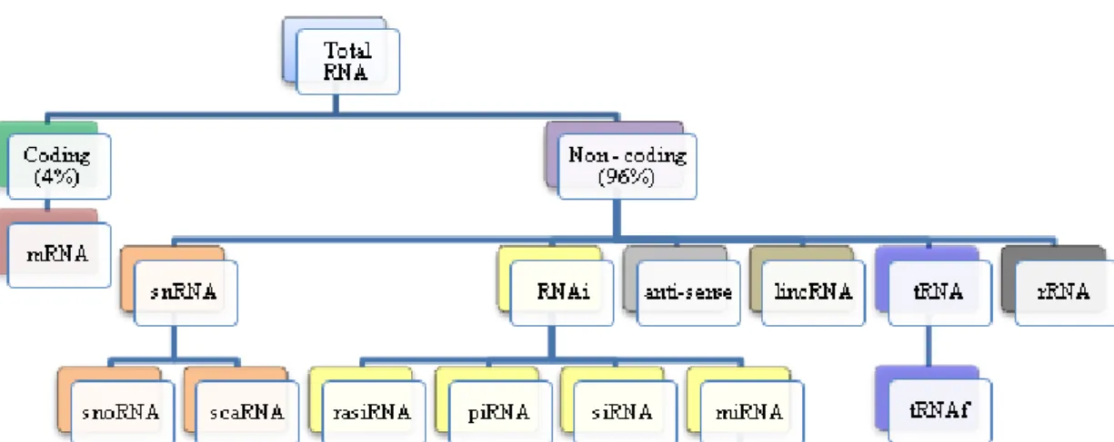 Figure  1.  The  RNA  content  of  a  cell  (Adapted  from  Smith,  2009).  In  a  human  cell  4%  of  the  RNA  (mRNA) encodes proteins