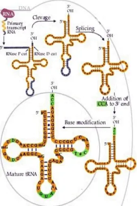 Figure  2.  tRNA  synthesis  pathway  (Adapted  from    (Nobel  Media  AB,  2013). 