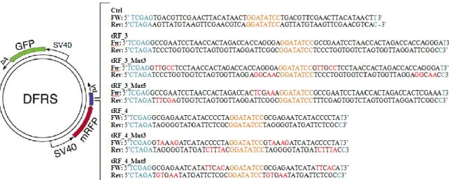 Figure  11.  Plasmid  construction.  The  DFRS  plasmid  contains  GFP  (green)  and  a  mRFP  (red)  sequences