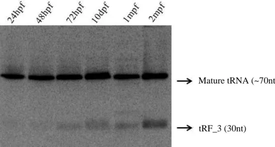 Figure 14. tRF_3 is tissue specific. tRF_3 tissue profiling was obtained by northern blot using RNA samples  from different tissues from adult fish
