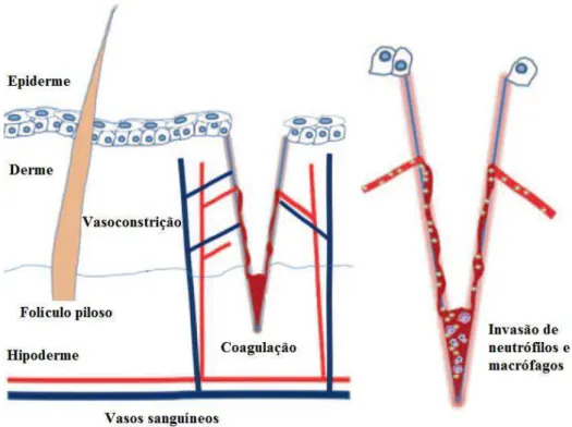 FIGURA 2.9- Fase inflamatória (REINKE; SORG, 2012) 