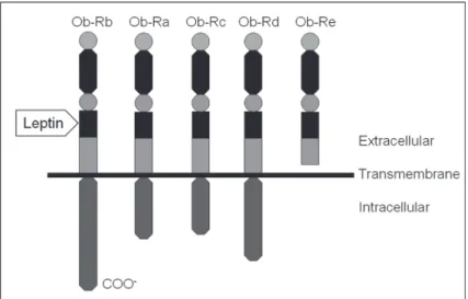 Figure 2. Representation of the circulating adiponectin forms. LMW = low mo- mo-lecular weight; MMW = middle momo-lecular weight; HMW = high momo-lecular weight; 