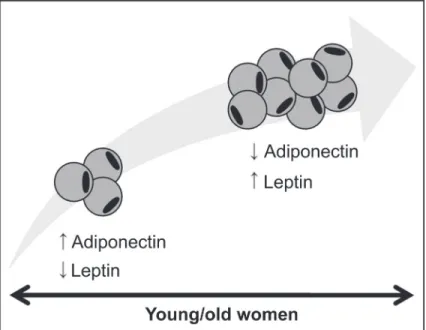 Figure 3. Serum levels of leptin and adiponectin in different phases of the female  life course