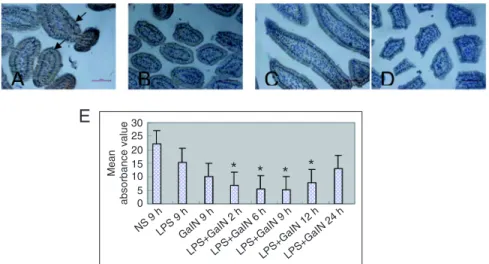 Figure 4.  Staining of the secretory component (SC) of the intestinal epithelium in the mouse  model of fulminant hepatic failure (FHF)