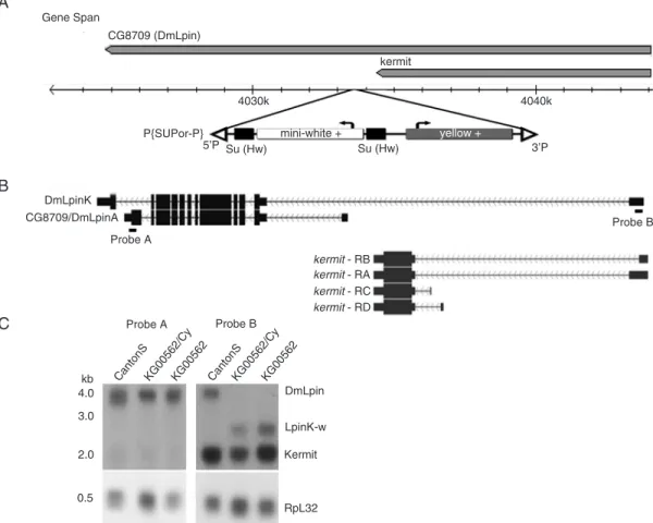 Figure  1.  KG00562  expresses  an  anomalous  mRNA  detected  by  a  probe  for  the  5’  UTR  of  DmLpinK  and kermit