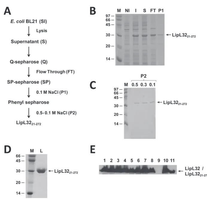 Figure 1. Expression and purification of LipL32 21-272  and antiserum recognition of native LipL32