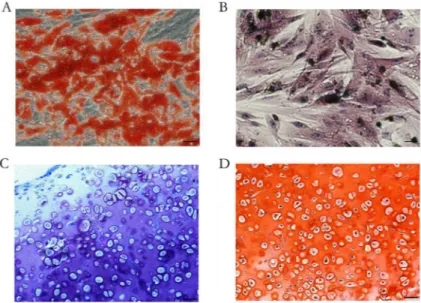 Figure 1. Analysis of the potential for multilineage differentiation of mesenchymal  stem  cells  isolated  from  rabbit  bone  marrow