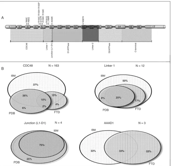 Figure 3. A, Representation of the VCP gene showing mutations in individuals with Paget disease and frontotemporal dementia and  relative positions of functional domains in the protein