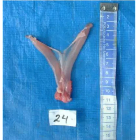 Fig. 09: Ovários de surubim (P. Coruscans ) em  estádio de repouso reprodutivo 