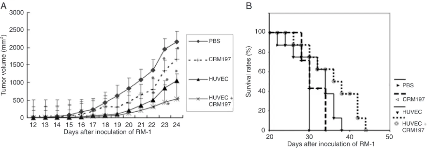 Figure 1. Tumor growth and survival rates in the preventive procedure. A, Vaccination with viable HUVECs mixed with CRM197 fur- fur-ther retarded tumor growth in the preventive process