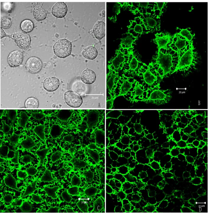 Figure 5. Confocal laser microscopy image of immune sera binding with the membrane of proliferating HUVECs