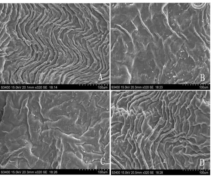 Figure 6. Scanning electron microscopy (SEM) images of the aortic arch wall. Groups of C57BL/6J mice (3 mice per group) were im- im-munized ip with PBS, HUVECs, HUVECs+CRM197, and CRM197 over 4 consecutive weeks, 1 week after the last immunization