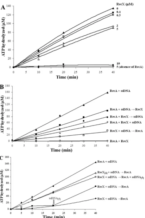 Figure 3. Effect of the RecX Hs  protein concentration (A), the order of its addition (B) and the effect of ssDNA (C) on the ATP hydrolysis medi- medi-ated by RecA Hs 