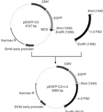 Figure 1.  Construction of the recombinant plasmid pEGFP-C3- pEGFP-C3-n-3. EGFP = enhanced green fluorescent protein; CMV = cyto  -megalovirus; FAD = fatty acid desaturase.