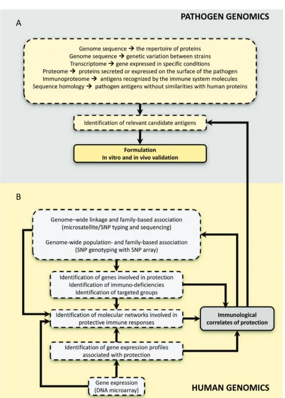 Figure 1. Genomics-based approaches in modern vaccines. A, The analyses of genome, transcriptome,  and proteome data have allowed the identification of candidate antigens, which should be validated in fur  -ther studies