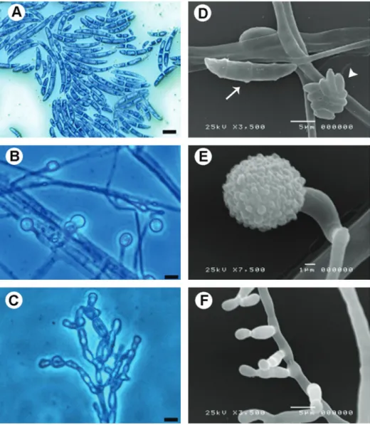Figure 1. Light (A-C) and scanning electron microscopy micrographs (D-F) of Fusarium spp repro- repro-ductive structures