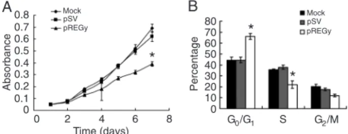 Figure 3. Small interfering RNA knockdown of REGγ increases  p21  and  decreases  proliferating  cell  nuclear  antigen  (PCNA)  protein expression
