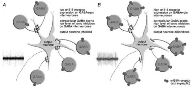 Figure 1.  Schematic drawing showing the functional consequences of increased α4β1δ GABA A  receptor expression in the peri- peri-aqueductal gray matter (PAG)
