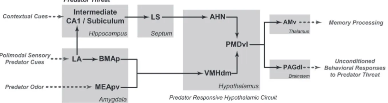 Figure 1. Schematic diagram showing the putative brain systems involved in processing predatory threats and organizing uncondi- uncondi-tioned defensive responses
