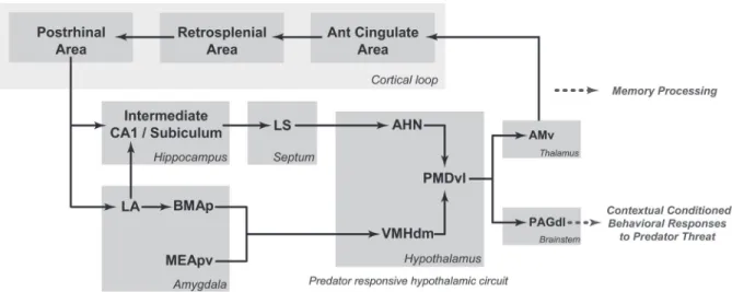 Figure 3. Schematic diagram showing the putative circuits involved in processing fear memory to predatory threats and organizing  contextual conditioned defensive responses