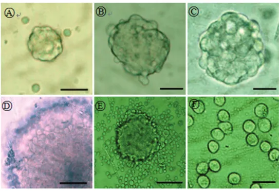 Figure  2.  Cell  proliferation  assays  showed  that  cancer  sphere  cells  in  serum-free  medium  (SFM)  exhibit  greater  proliferation  than  differentiated  sphere  cells  and  regular  Colo205  cells   cul-tured in serum-supplemented medium (SSM)
