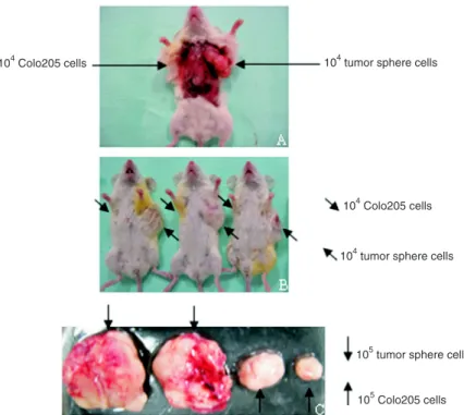Table 1. In vivo tumorigenicity of cancer sphere cells and regular  Colo205 cells in NOD/SCID mice.
