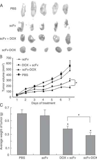 Figure  2.  Cytotoxic  effects  of  scFv,  scFv-DOX,  and  DOX  on  BGC823  and  BGC823-MK  cells,  measured  by  double  staining  with propidium iodide (PI)