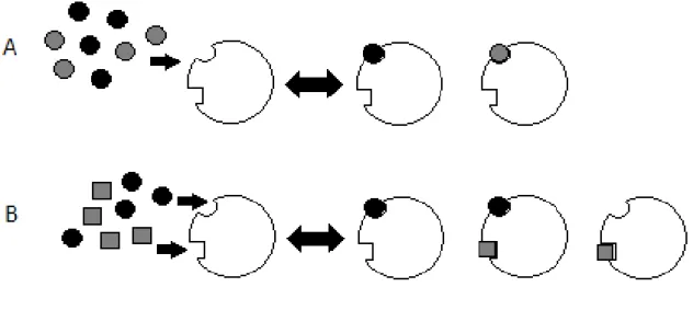 Figura 2.3 – Representa¸c˜ao esquem´atica dos mecanismos de inibi¸c˜ao. (A) Inibi¸c˜ao competitiva, inibidor (c´ırculos cinzentos) e f´armaco (c´ırculos pretos) ligam-se ao mesmo s´ıtio.