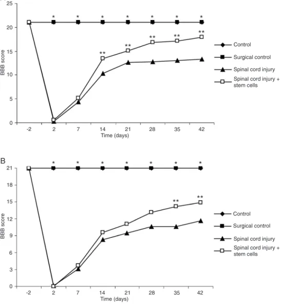 Figure 1B shows that the lesioned rats differed significantly  from both control groups from the 2nd day to 6 weeks after  injury, which means that all animals subjected to the lesion  procedure (spinal cord injury group) presented a significant  change in