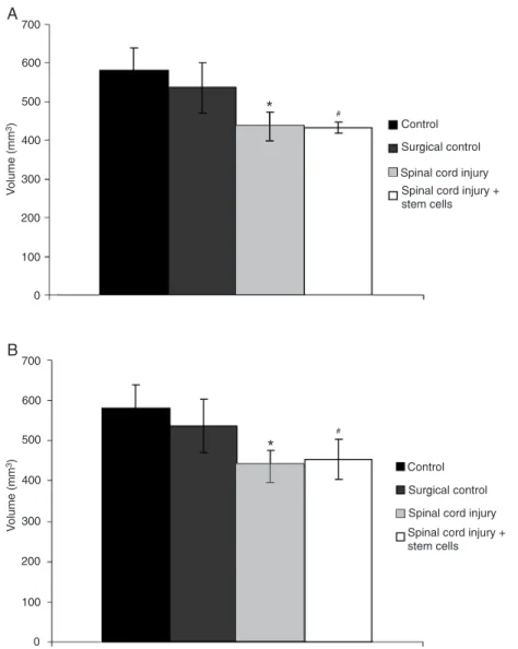 Figure 2. Volume of the thoracic spinal cord lesions of the group treated 1 h (Panel A)  or 9 days (Panel B) after spinal cord injury