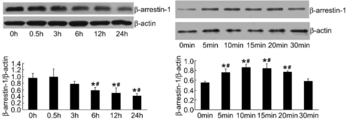 Figure 5. Effect of penehyclidine hydrochloride (PHC) on b-arrestin-1 expression with time in lipopolysaccharide (LPS)-induced human pulmonary microvascular endothelial cells (HPMEC) (n=3)