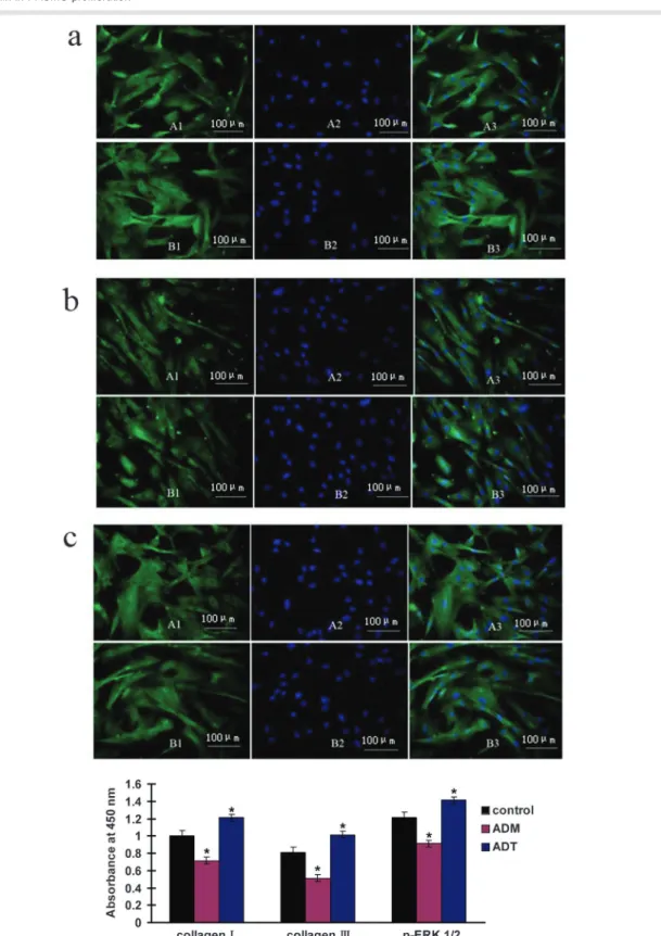 Figure 4. Protein expression of collagen I, collagen III and p-ERK1/2 in cultured PASMCs