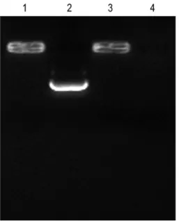 Figure 2. Degradation of the chitosan-DNA nanoparticles by DNase I. The chitosan-DNA nanoparticles and naked DNA plasmids were all digested with or without DNase I (RNase free, 40 U/mL) at 37 6 C for 30 min