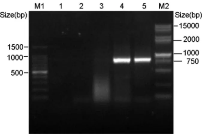 Figure 7). The level of T cell proliferation induced by chi- chi-pcD-Lzp3 was somewhat higher than that of the control groups but was not significantly different