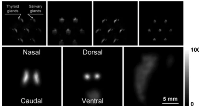 Figure 3. Thyroid images. Upper panels, sequence of 4 of the 16 projections obtained with the seven-pinhole imaging device of the mouse neck area, labeled with sodium pertechnetate.