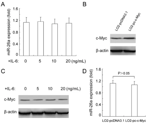 Figure 4. IL-6 stimulation does not affect the expression of miR-26a in LO2 cells. A, Quantitative RT-PCR showed that miR-26a expression in LO2 cells was not modified upon IL-6 stimulation (N = 5, P 