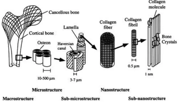 Figure  6  -  Schematic  of  bone  structure,  demonstrating  the  position  of  the  collagen  fibers  inside the Haversian canals [42]
