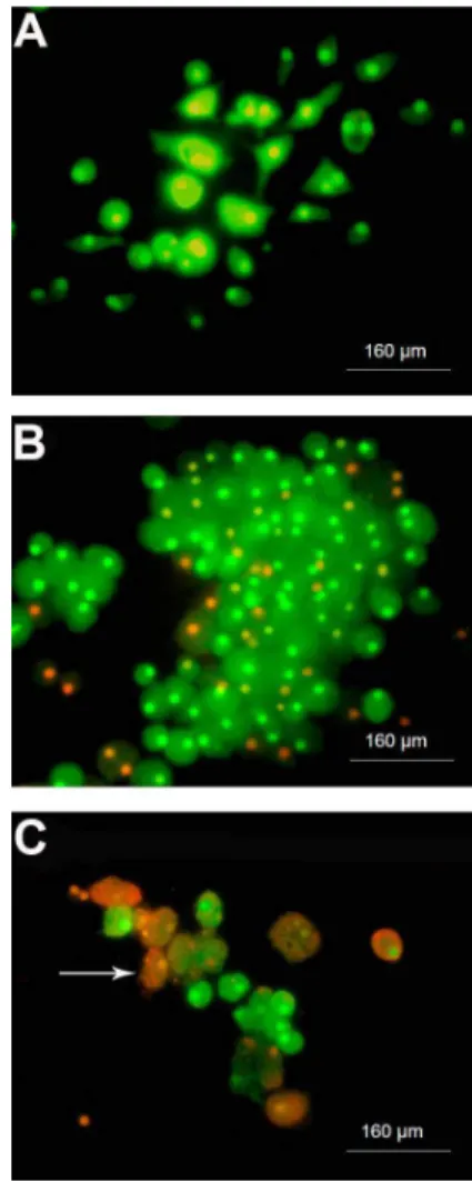 Figure 6. Identification of adipocytes by staining with oil red O. Bone marrow stromal cells of mice were cultured in the presence of imatinib mesylate for 14 days