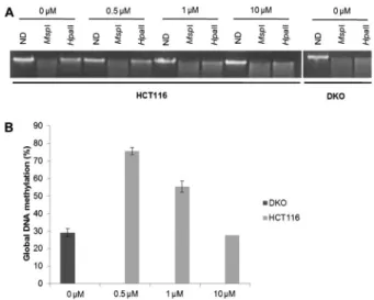 Figure 1. Global DNA methylation analysis. A, One percent agarose gel staining with ethidium bromide showing non-digested DNA (ND) and DNA digested with MspI or HpaII, which is an isoschizomer of MspI methylation sensitive enzyme, at different media concen