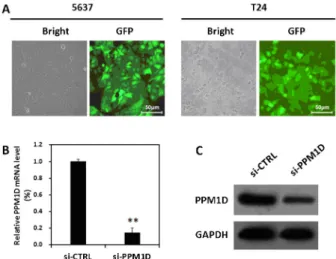 Figure 2. Knockdown of PPM1D attenuated the growth potential of bladder cancer cells in vitro