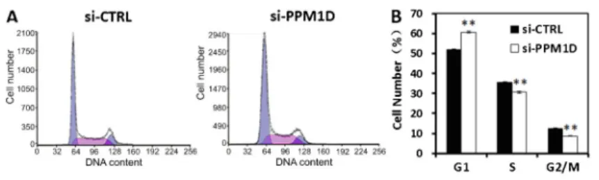 Figure 5. Knockdown of PPM1D inhibited the tumorigenicity of bladder cancer cells in vivo.