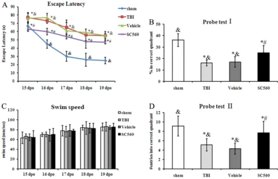 Figure 3. Spatial learning of mice evaluated by the Morris water maze. A, Traumatic brain injury (TBI) mice performed poorly, taking significantly more time to learn the position of the hidden platform compared with the sham group (P , 0.05)
