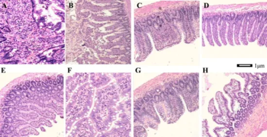 Figure 2. Morphometric analysis of the ileum. A, SAP group (40 6 ), interstitial ileum exhibited edema and inflammatory cell infiltration;