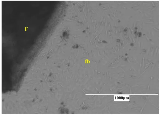 Figura 2 - Cultura primária de fibroblastos com 21 dias de cultivo com aumento de 4x. (F)  fragmento de tecido; (fb) fibroblastos ao redor do tecido gengival