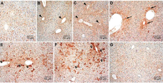 Figure 3 reports the concentrations of the cytokines, normalized to controls. There were no significant effects of hypergravity exposure on the hepatic expression levels of IL-1b (Figure 3A), IL-6 (Figure 3B), IFN-c (Figure 3C), or TNF-a (Figure 3D)