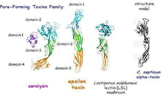 FIGURA  1-  Semelhanças  estruturais  entre  a  toxina  épsilon  e  demais  toxinas  formadoras de poros nas membranas celulares