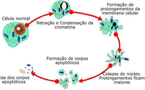 FIGURA 2- Alterações morfológicas decorrentes do processo de apoptose, que  envolve  alteração  de  permeabilidade  de  membranas,  condensação  da  cromatina,  encolhimento  celular,  formação  de  corpos  apoptóticos  sem  desintegração de organelas