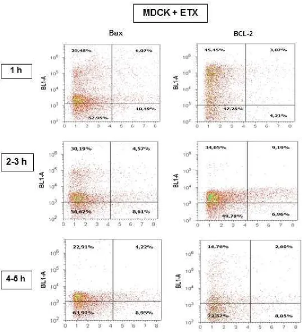 Figure  3-  Acoustic  focusing  cytometer  analysis  performed  on  MDCK  cells  exposed  to  ETX  at  1,  2,  3,  4,  and  5  h  of  observation  illustrated  by  dot-plot  graphic