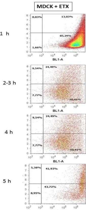 Figure  4-  Acoustic  focusing  cytometer  analysis  performed  on  MDCK  cells  exposed  to ETX  at  1, 2,  3, 4  and  5  h of  observation  illustrated by  density  plot  graphic